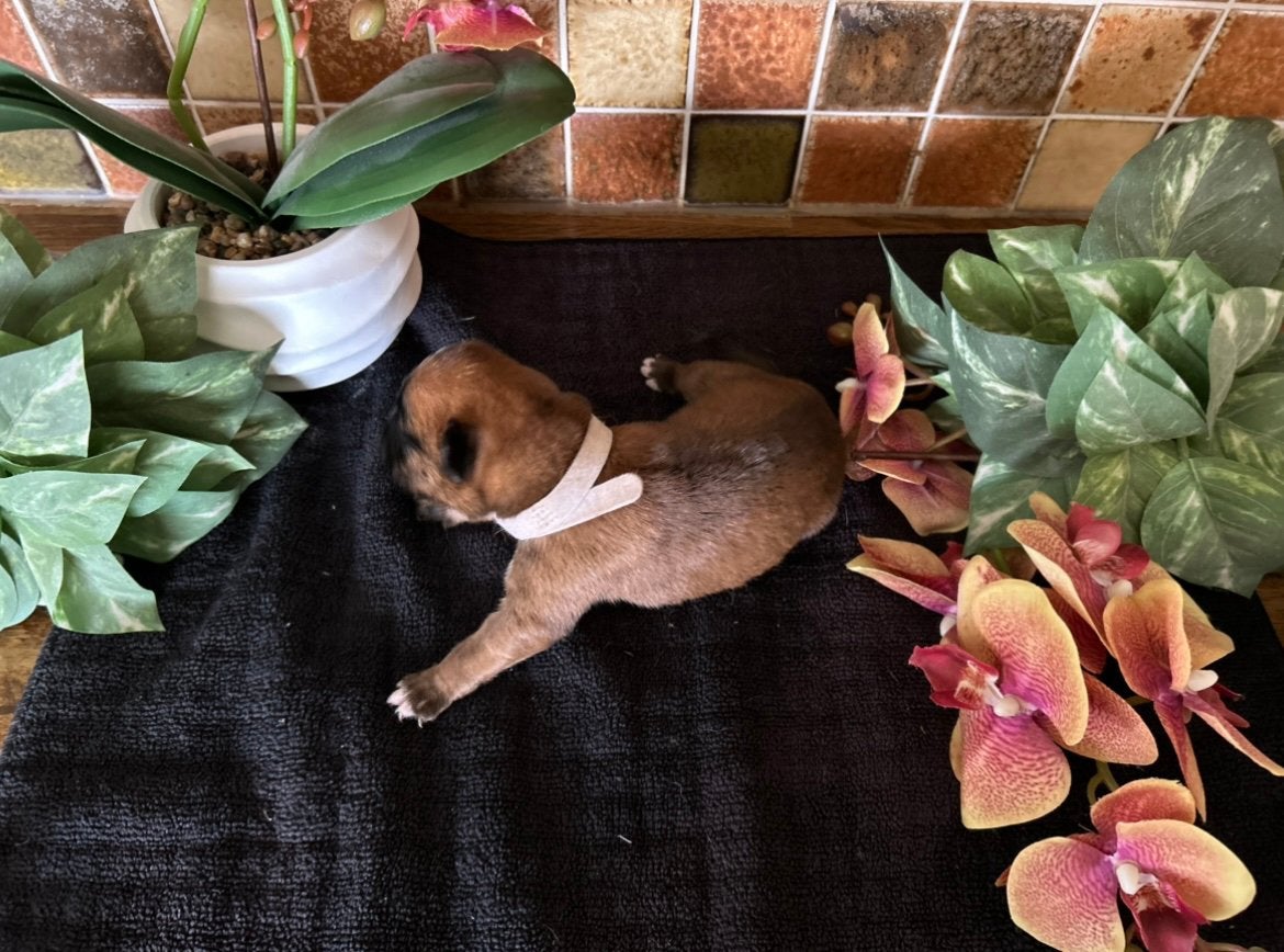 Prachtige boxer pups/ puppy, Dieren en Toebehoren, Parvo, België, Particulier, 8 tot 15 weken