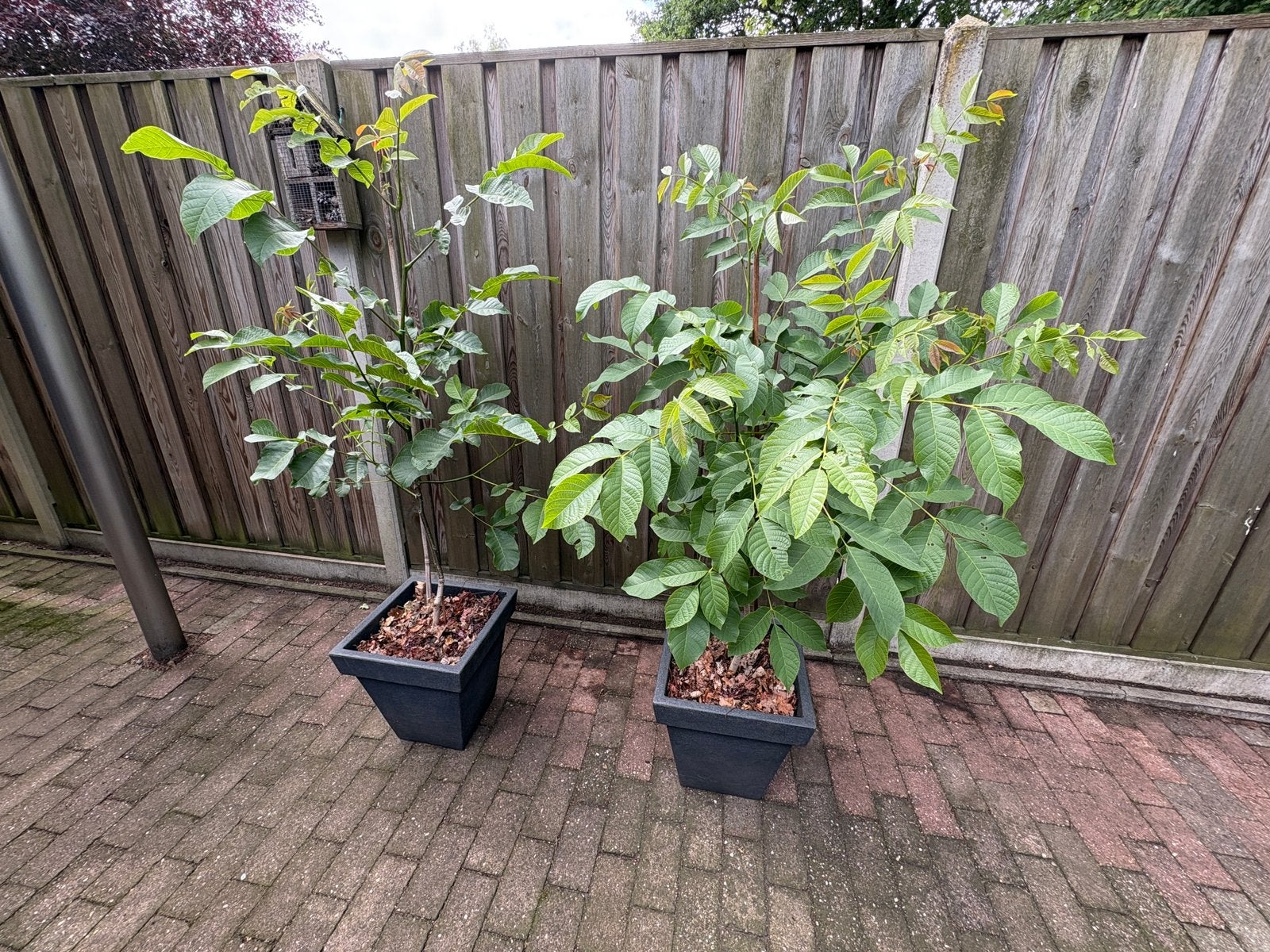 Walnotenboom in pot, €35 per stuk, twee voor €50, Tuin en Terras, Planten | Bomen, Overige soorten, Zomer, Ophalen, Volle zon