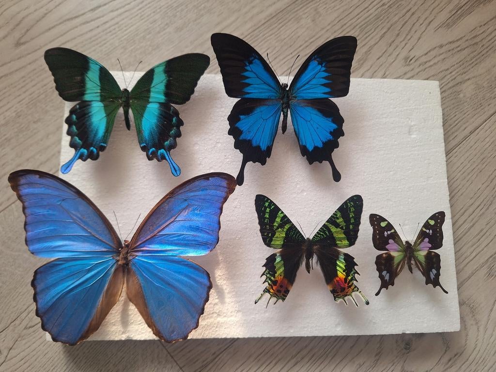 Opgezette vlinders - diverse soorten vlinders., Ophalen of Verzenden, Nieuw, Insect, Opgezet dier