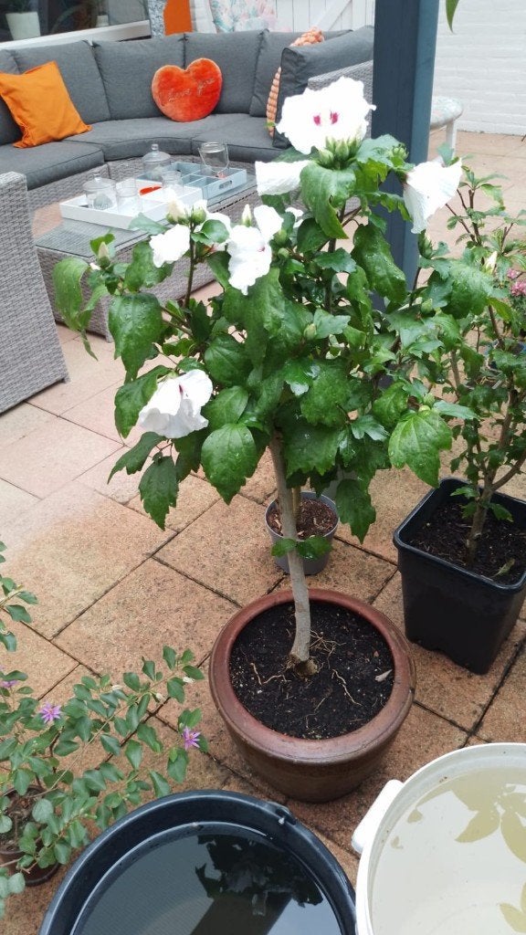 Hibiscus boompje Wit met rode Hartje, Halfschaduw, Overige soorten, Minder dan 100 cm, Zomer