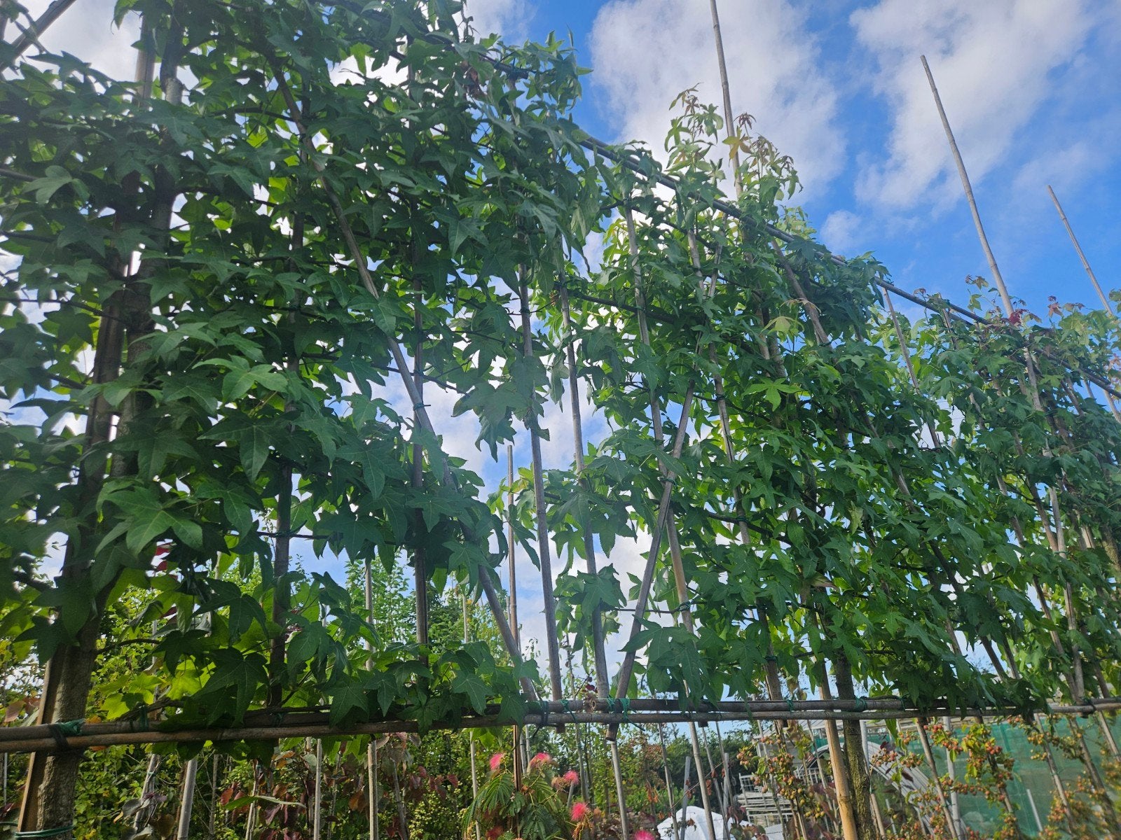 lei liquidambar te koop!(amberboom), Tuin en Terras, Planten | Bomen, Herfst, Leiboom, Halfschaduw, 250 tot 400 cm