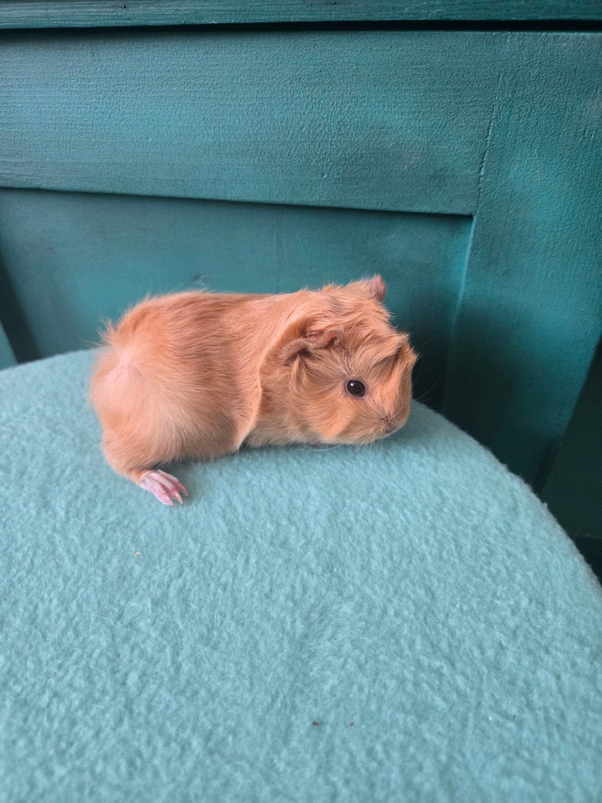Peruvian zeugje en beertje, Cavia, Juli, Meerdere dieren, Tam