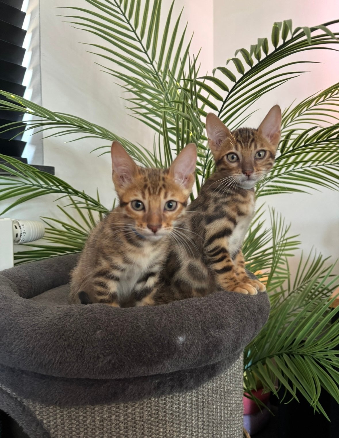 Bengaal kittens, Dieren en Toebehoren, Meerdere dieren, Met stamboom, 0 tot 2 jaar