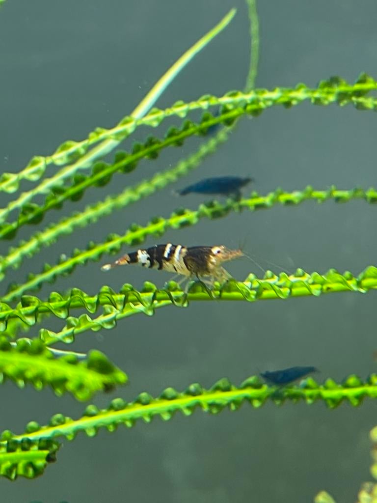 Garnalen, bijengarnalen, gestreepte garnalen, Kreeft, Krab of Garnaal, Zoetwatervis, Schoolvis