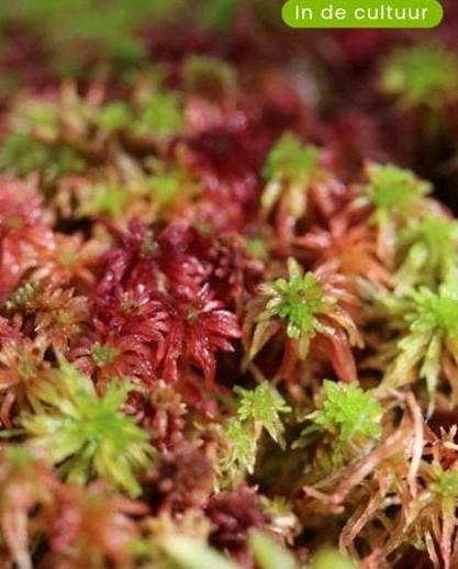 Levend rood veenmos Sphagnum cristatum, Bodembedekkers, Volle zon, Vaste plant, Ophalen of Verzenden