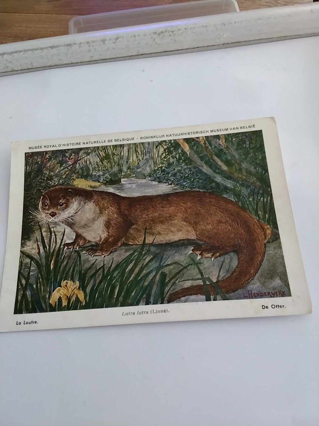DE OTTER, Ophalen of Verzenden, Voor 1920, Overige thema's