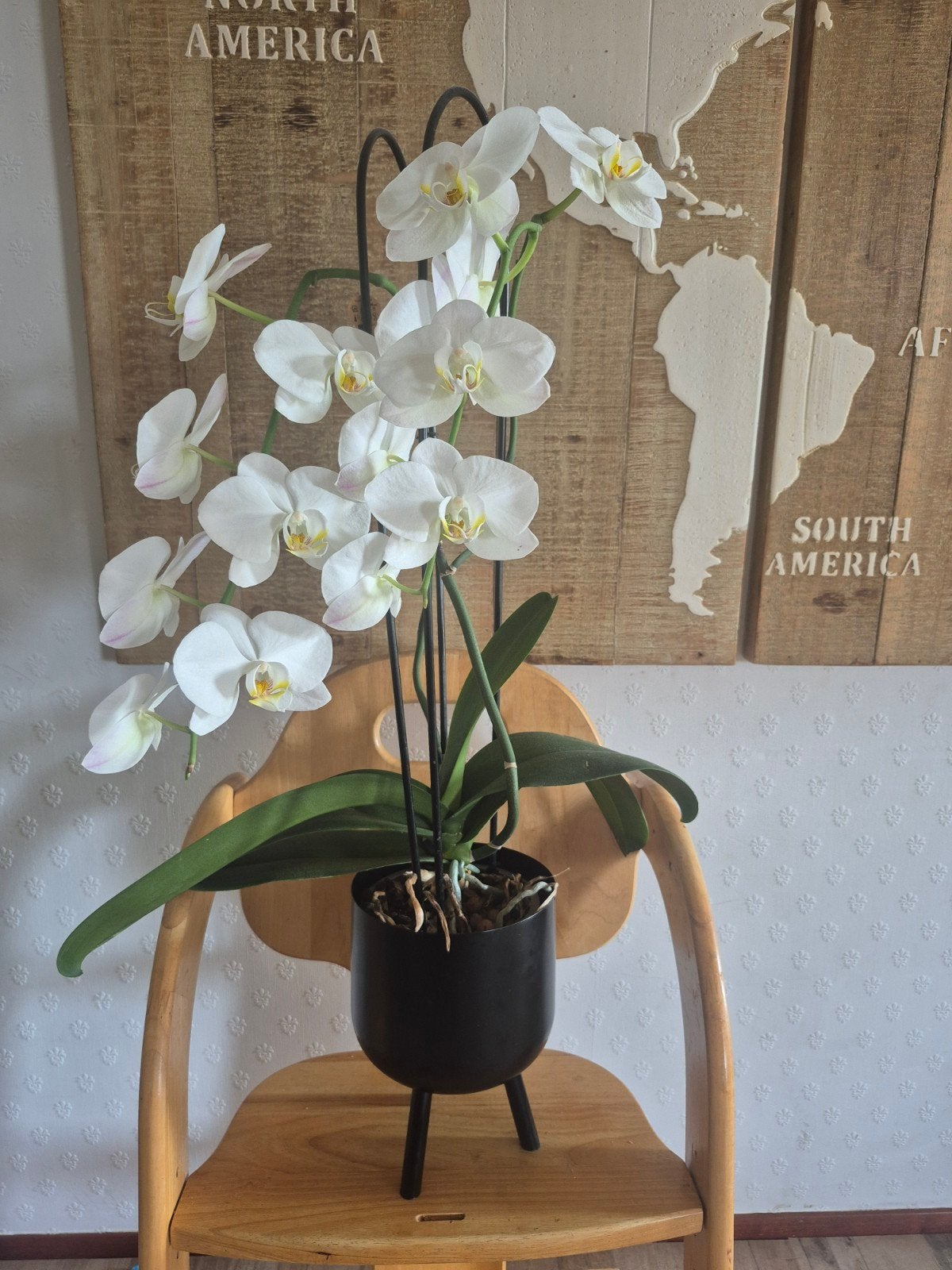 Prachtige witte orchidee in zwarte pot, Ophalen of Verzenden