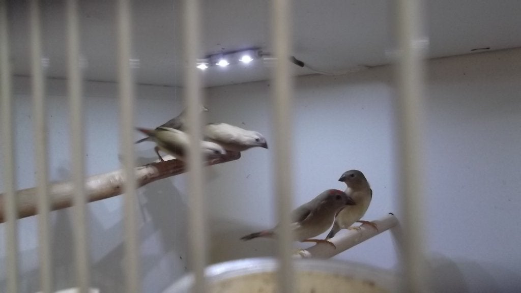 roodkop binsen, Dieren en Toebehoren, Meerdere dieren, Kleurkanarie