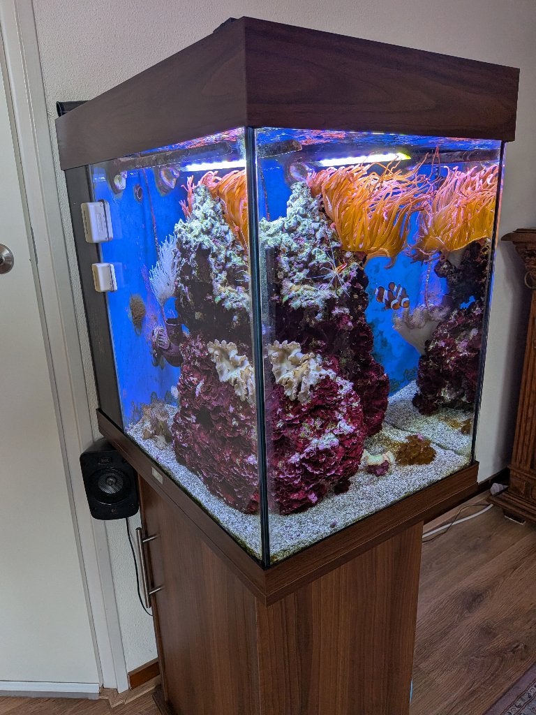 Zeeaquarium compleet Lido 120 met apparatuur en levend steen, Ophalen, Gevuld zeewateraquarium, Gebruikt, Inclusief vissen