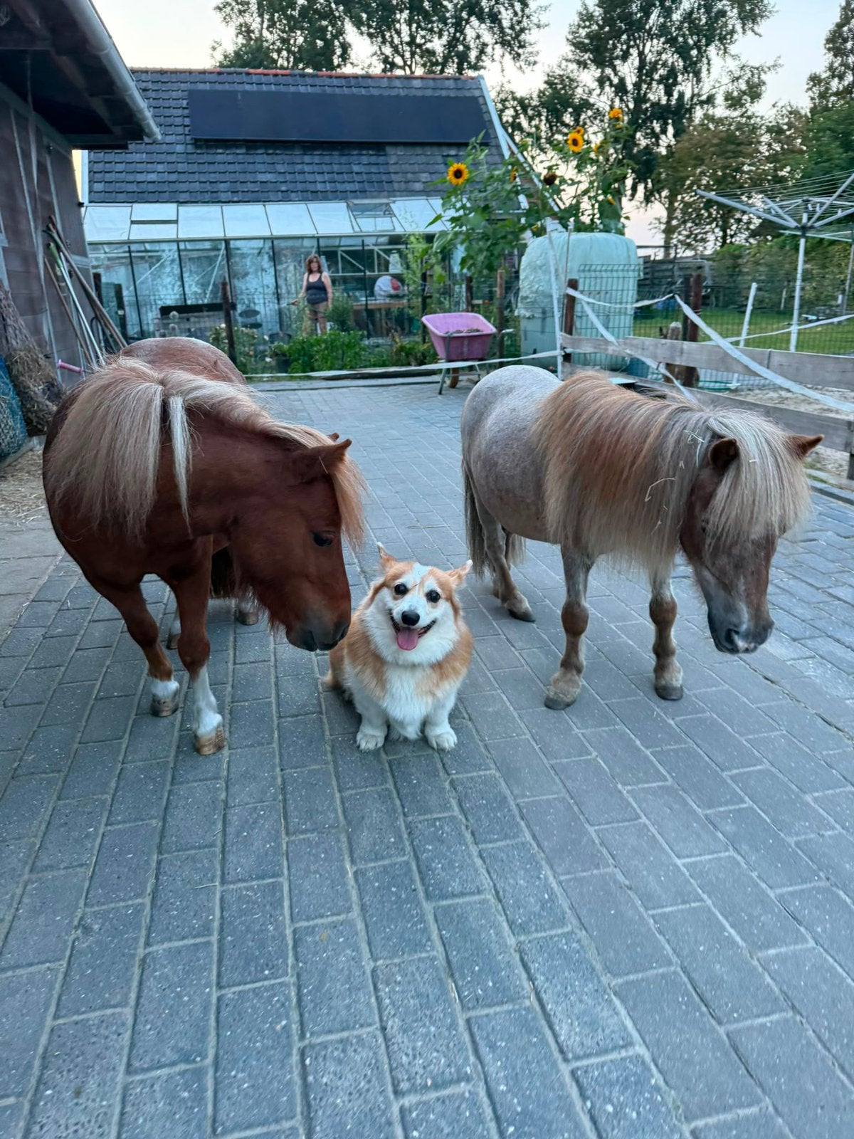 Goed tehuis gezocht voor twee minis 67cm , 70cm, Dieren en Toebehoren, Merrie, Niet van toepassing, A pony (tot 1.17m), 3 tot 6 jaar