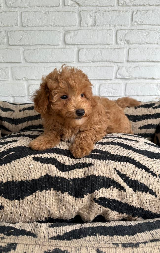 Toy x dwerg poedel pups, Poedel, Parvo, Nederland, 8 tot 15 weken
