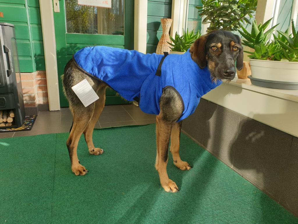 Badjas hond microvezel droogmantel 59cm, Dieren en Toebehoren, Ophalen, Nieuw