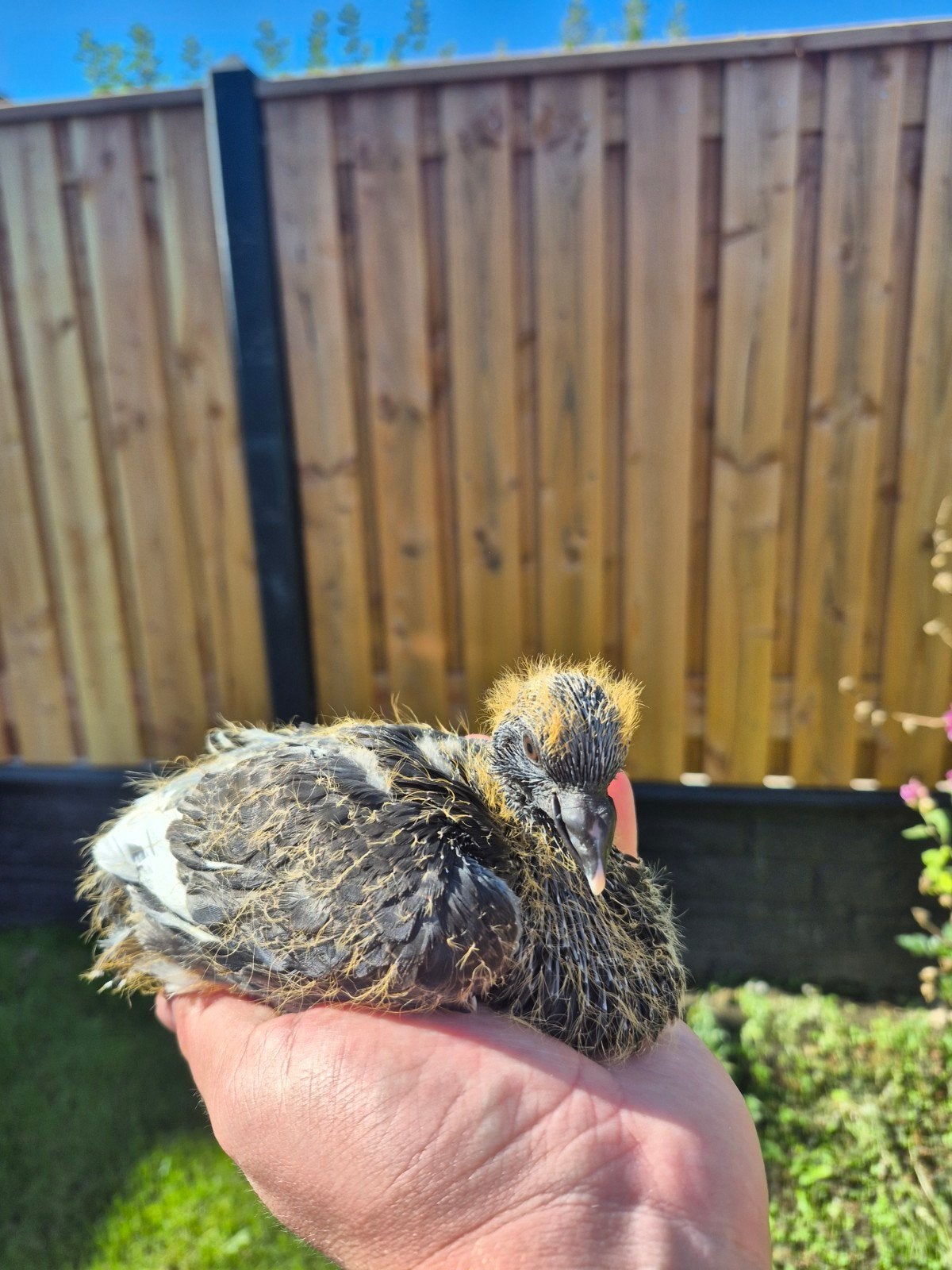 twee jonge kroppers (Haagse Tilduiven), Dieren en Toebehoren, Meerdere dieren, Kropper