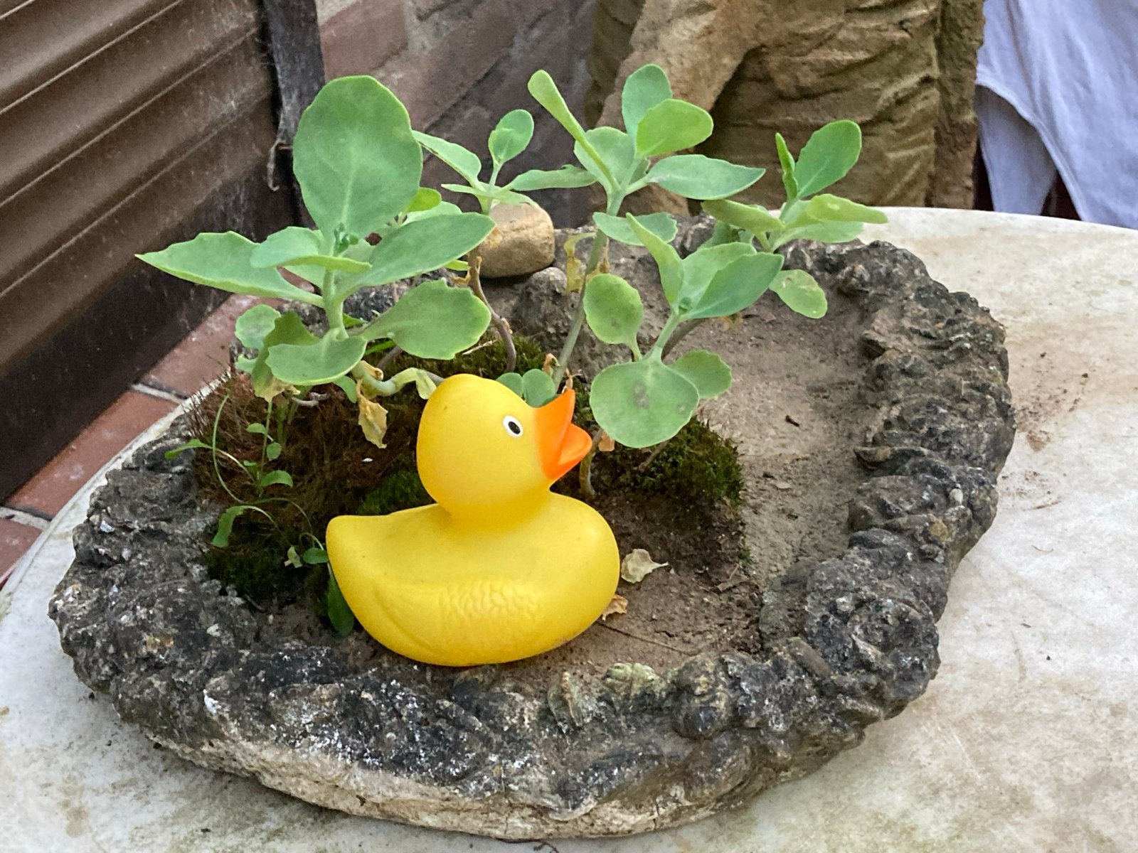 Decoratieve bloembak met plantjes en badeendje, Tuin en Terras, Gebruikt, Minder dan 30 cm, Minder dan 60 cm, Ophalen of Verzenden