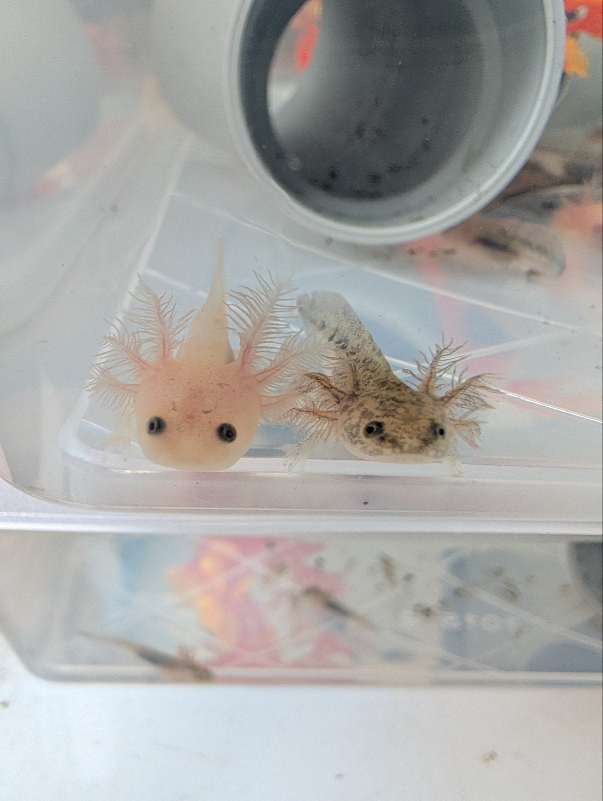 baby axolotls, Amfibie, 0 tot 2 jaar