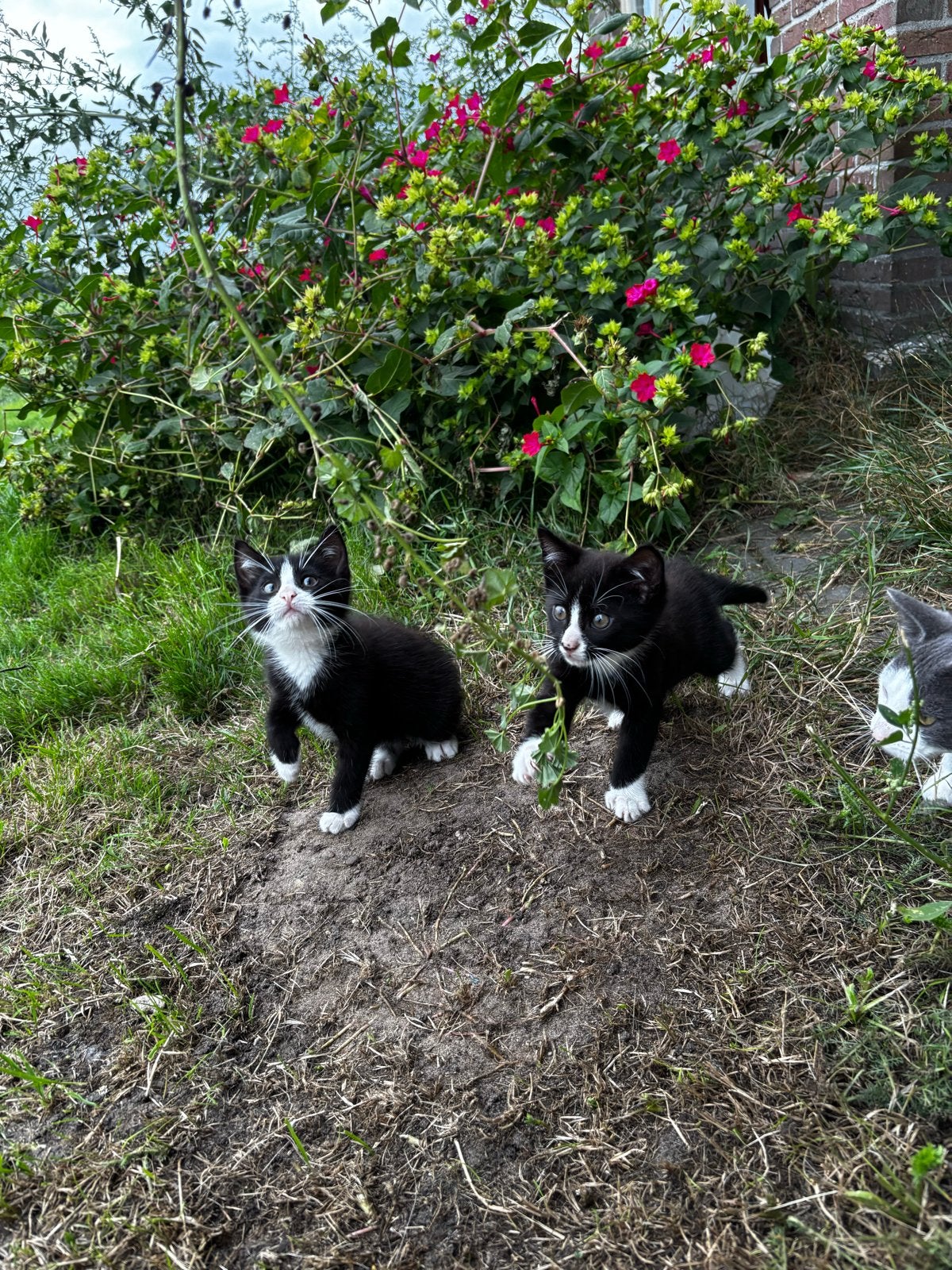 Boerderijkittens, Dieren en Toebehoren