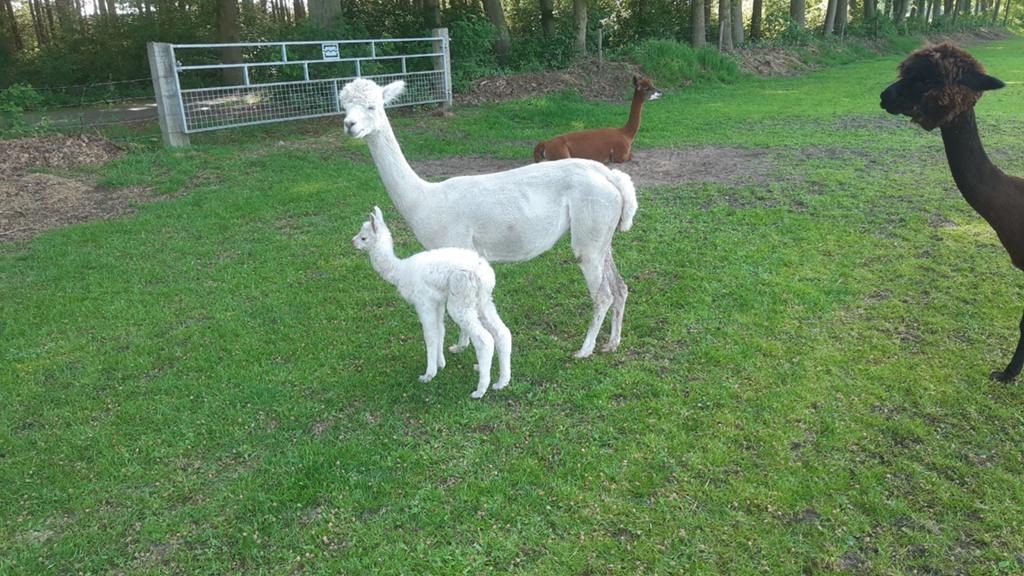 Alpaca met merrie veulen., Dieren en Toebehoren, Overige Dieren, Mei, Vrouwelijk