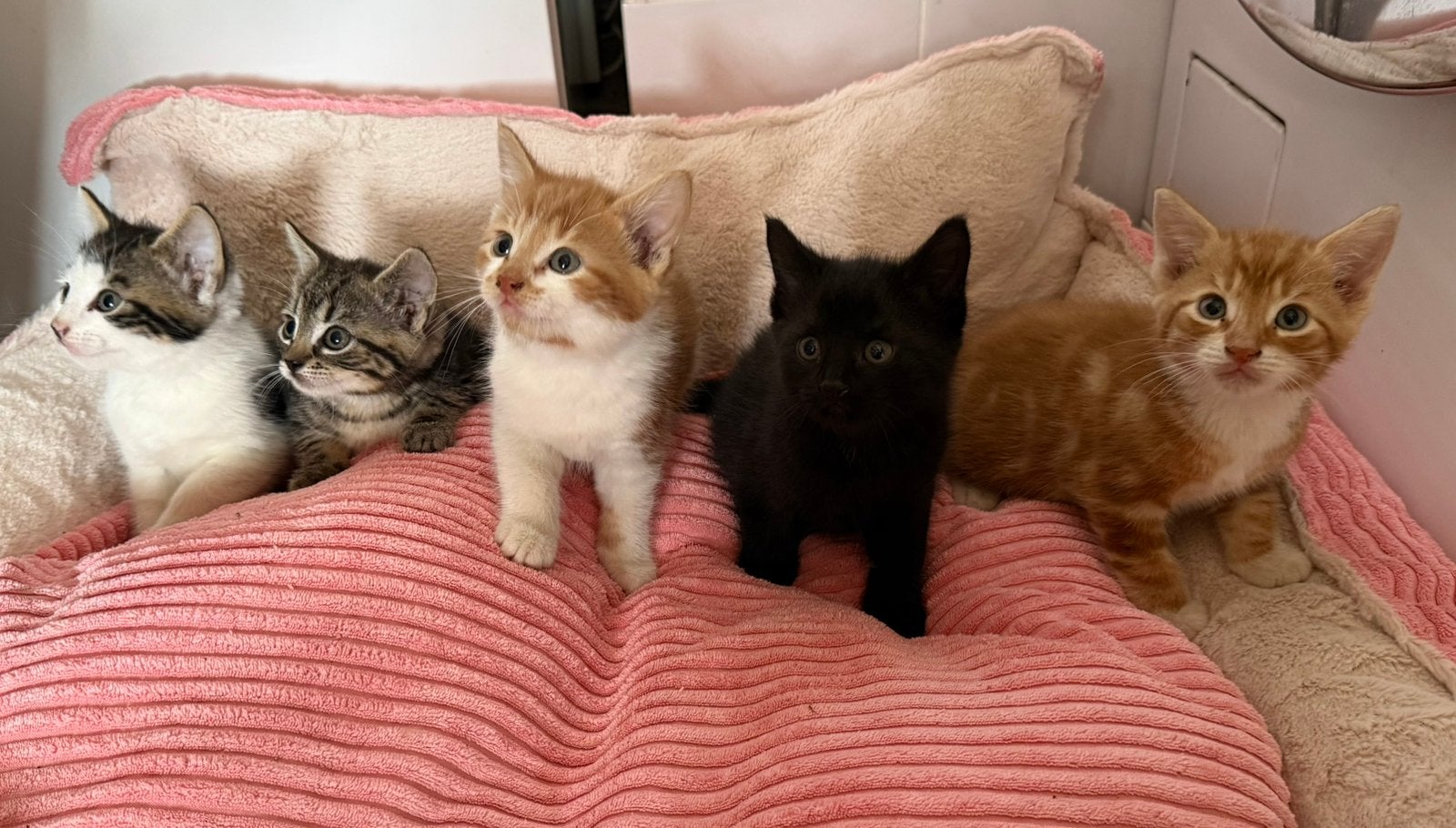 Kittens te koop!, Dieren en Toebehoren, Katten en Kittens | Overige Katten, Meerdere dieren
