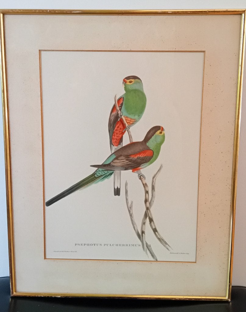 John Gould, Psephotus Pulcherrimus, Antiek en Kunst, Dieren, Ophalen of Verzenden, Print, Papier