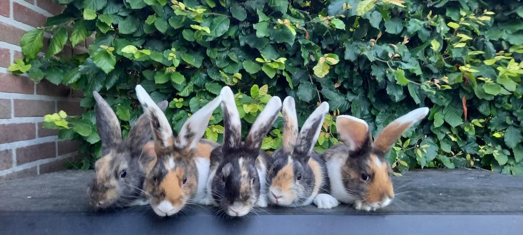 5 jonge konijnen te koop, Dieren en Toebehoren, Konijnen, Meerdere dieren, Middelgroot, 0 tot 2 jaar