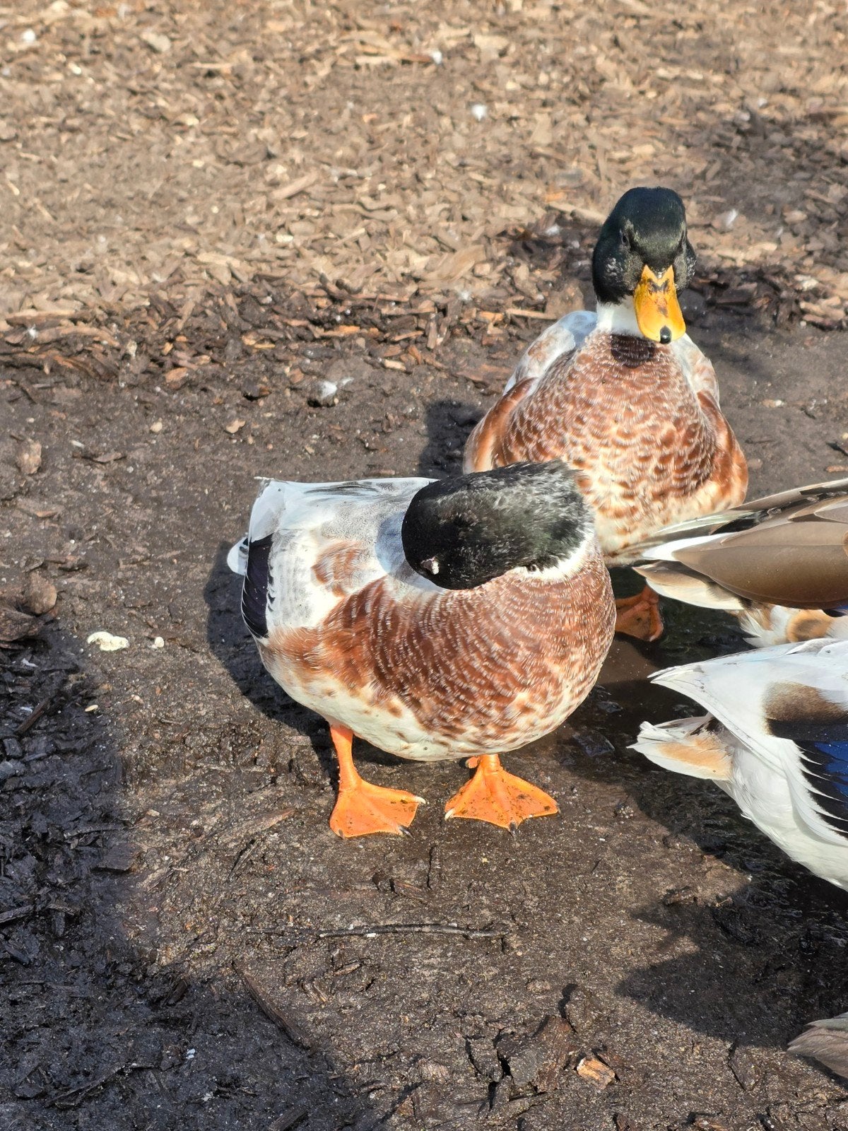 Hollandse kwaker woerden, Dieren en Toebehoren, Mannelijk, Eend