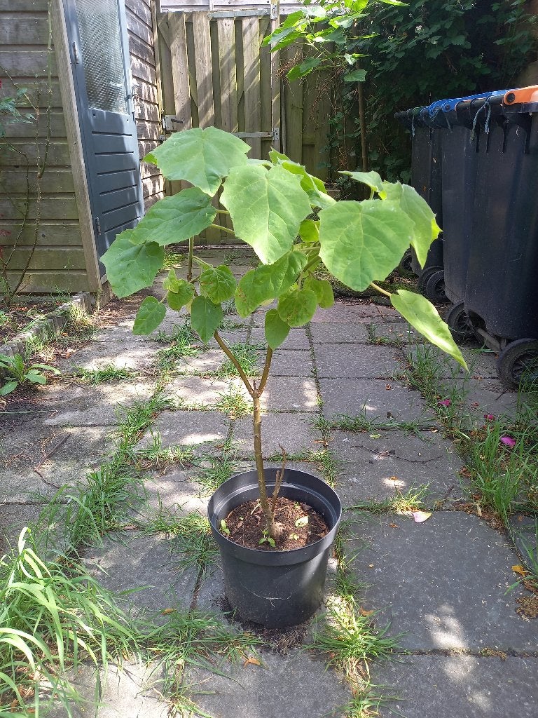 Anna paulowna boom, Ophalen, Volle zon, Overige soorten