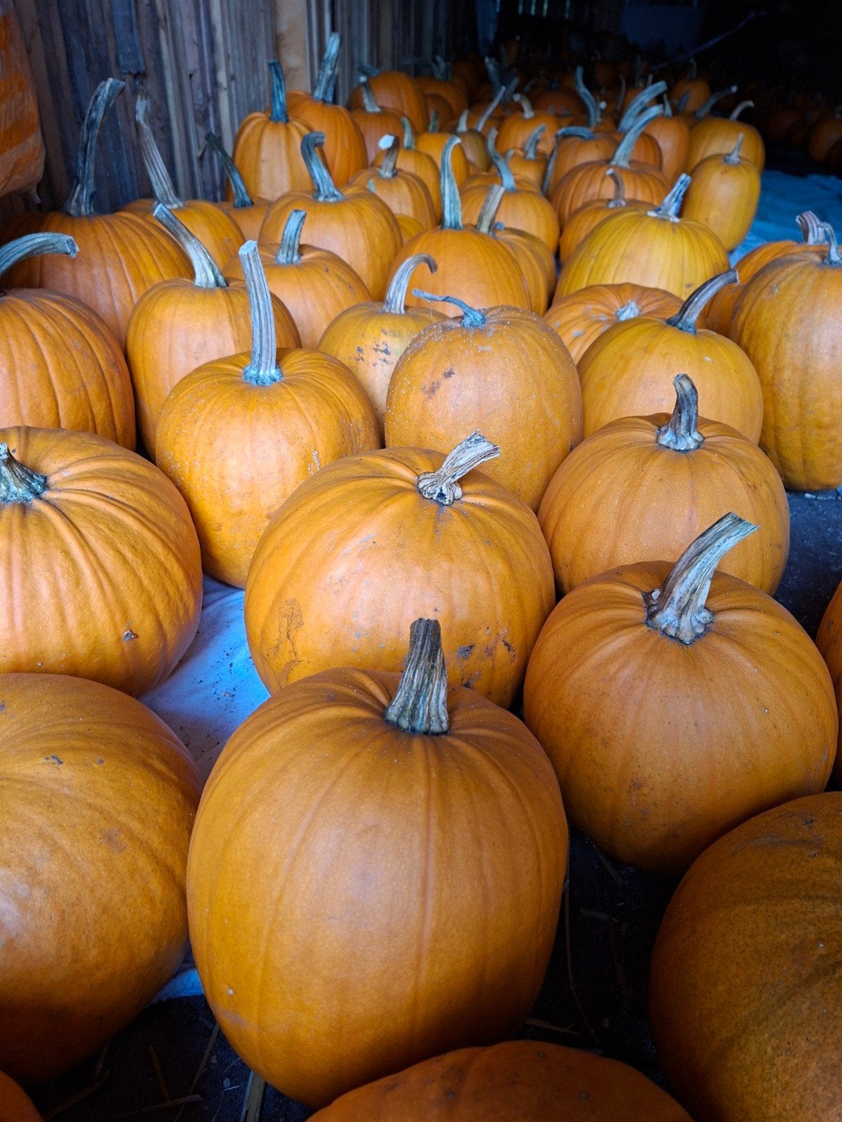 Halloween pompoenen, Tuin en Terras, Ophalen of Verzenden