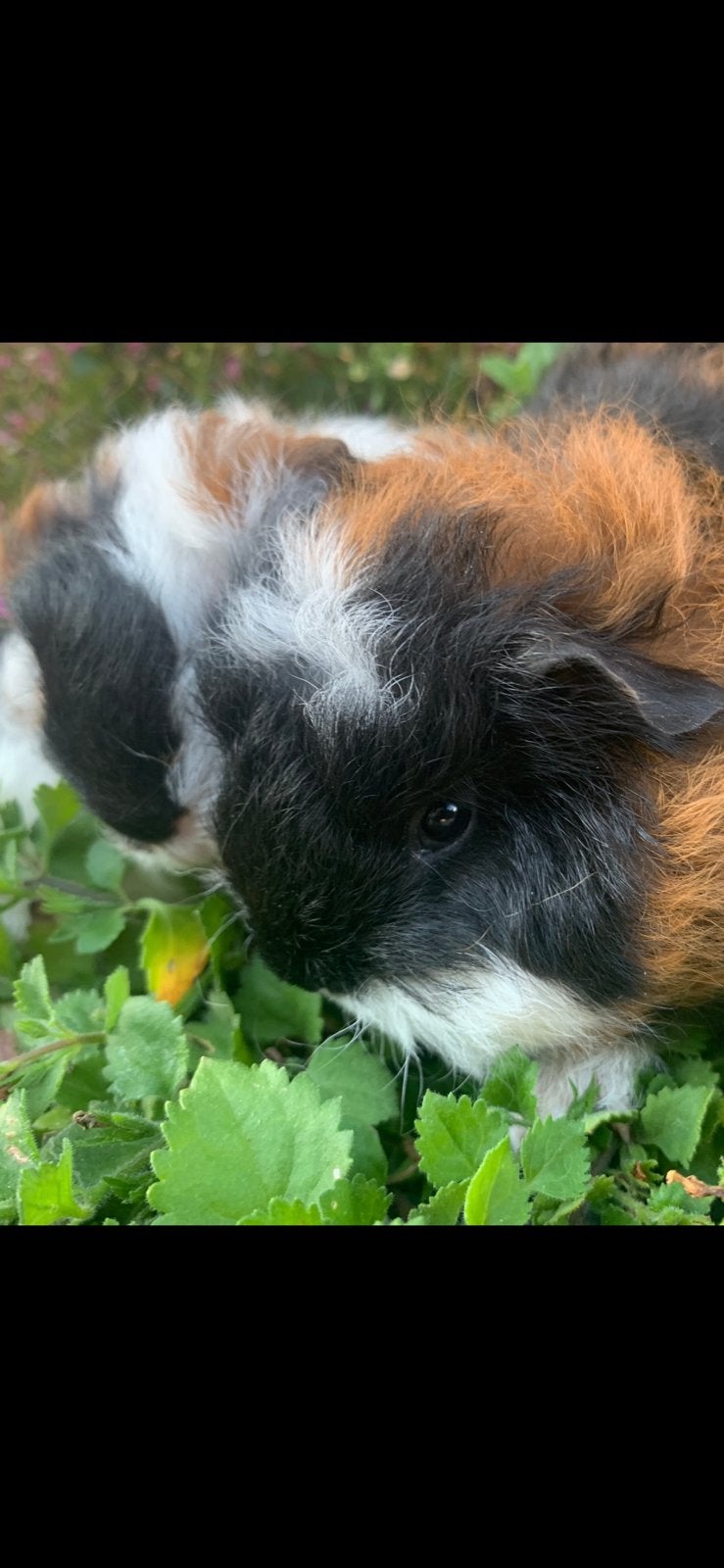 Superlievr ch teddy cavia’s!, Dieren en Toebehoren, Cavia, Juni, Meerdere dieren, Tam