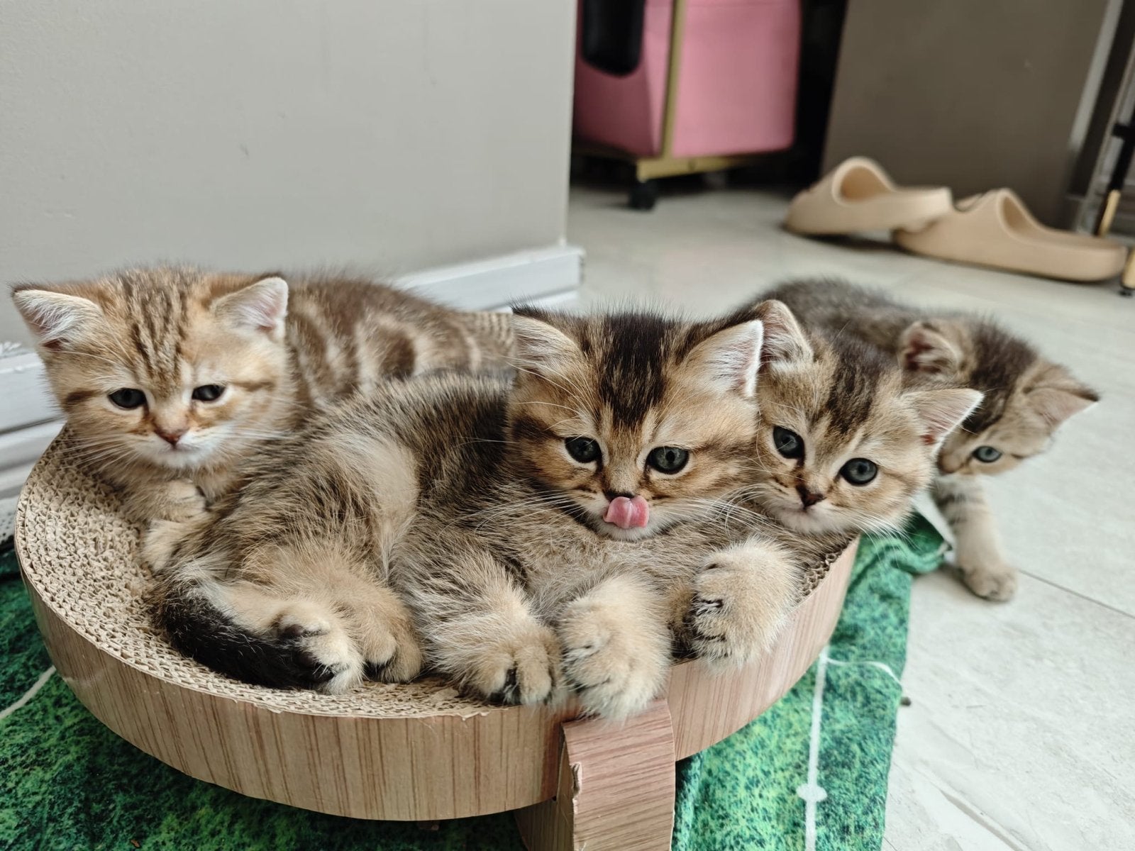 4 prachtige, sociale britse korthaar, Dieren en Toebehoren, Kater