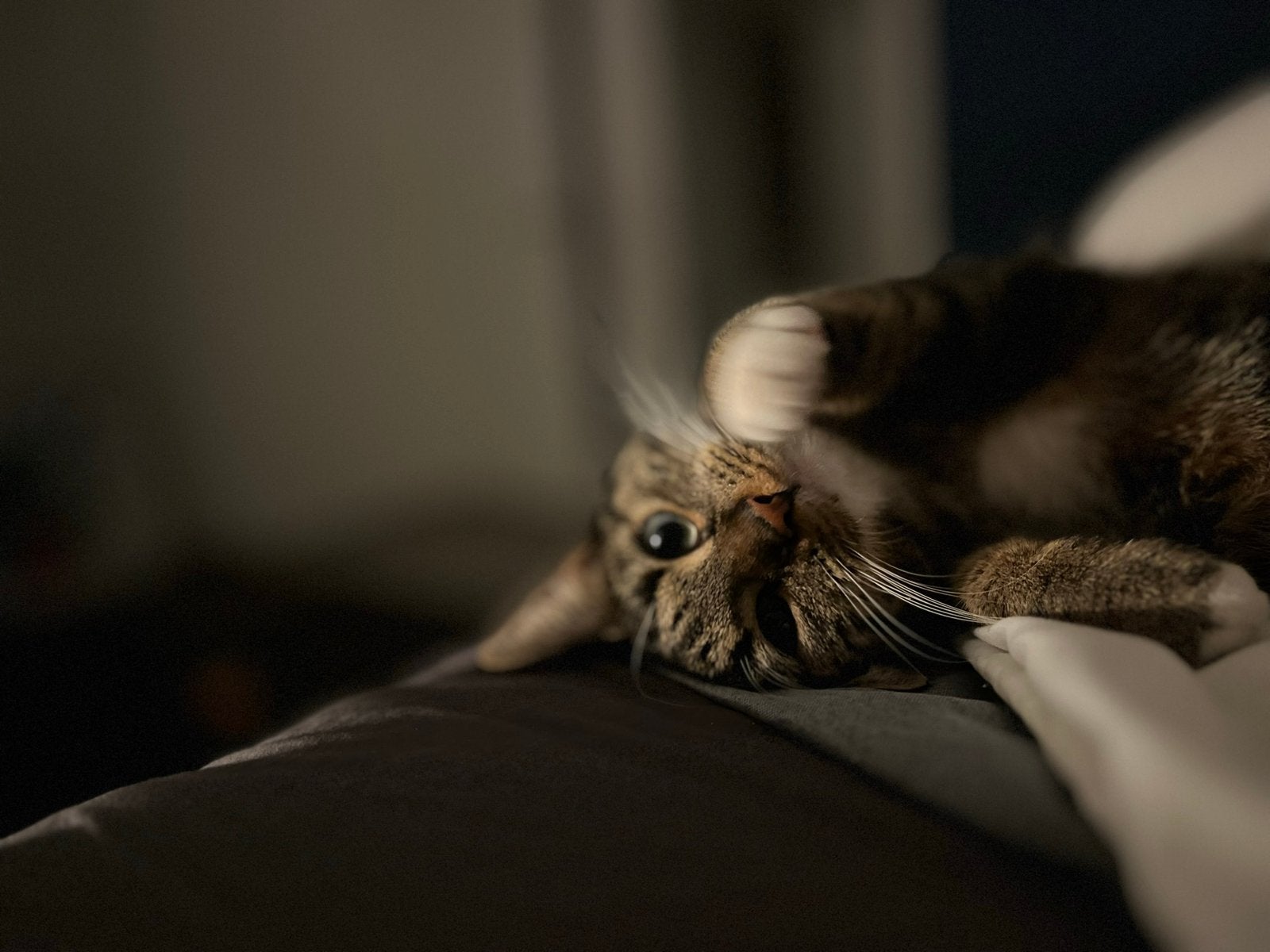 Gezonde kortharige poes, Dieren en Toebehoren, Poes