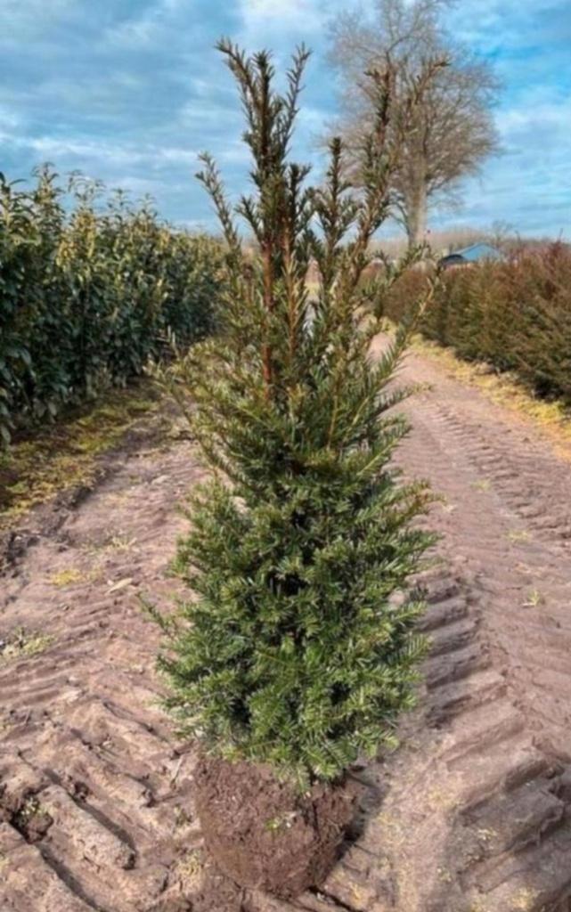 taxus met kluit, Ophalen, Taxus, Minder dan 100 cm