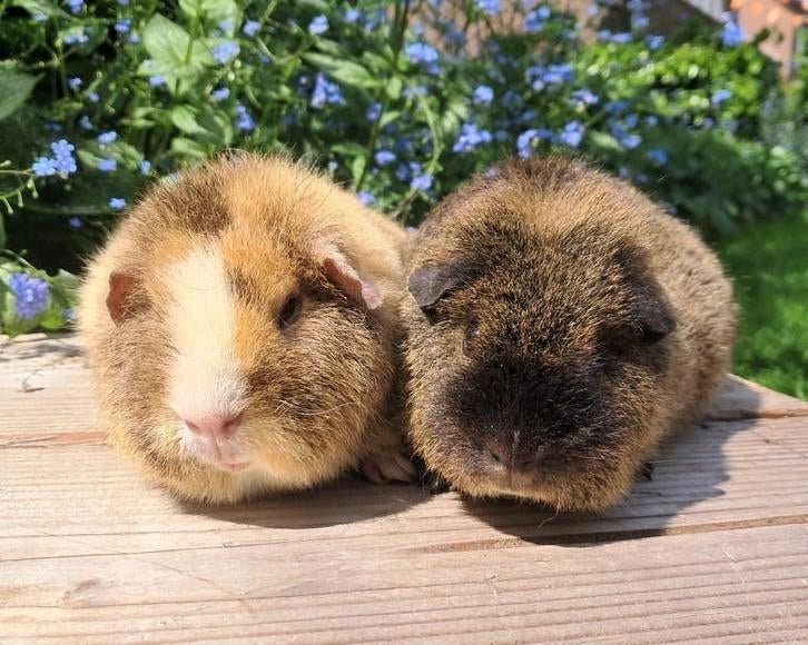 2 lieve Rex zeugjes te koop!, Dieren en Toebehoren, Cavia, Vrouwelijk, Tam, September