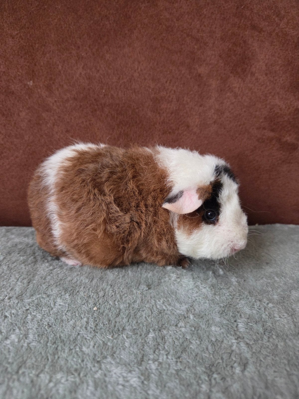 jong cavia zeugje, Dieren en Toebehoren, Cavia, Vrouwelijk, Tam, September