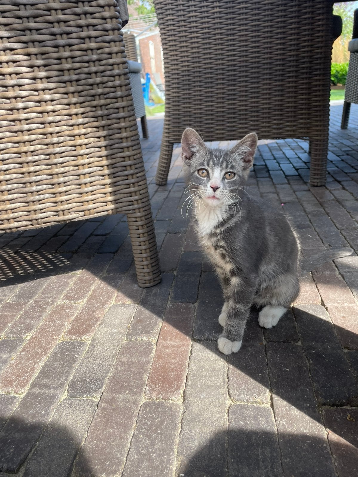 Kittens te koop, Meerdere dieren