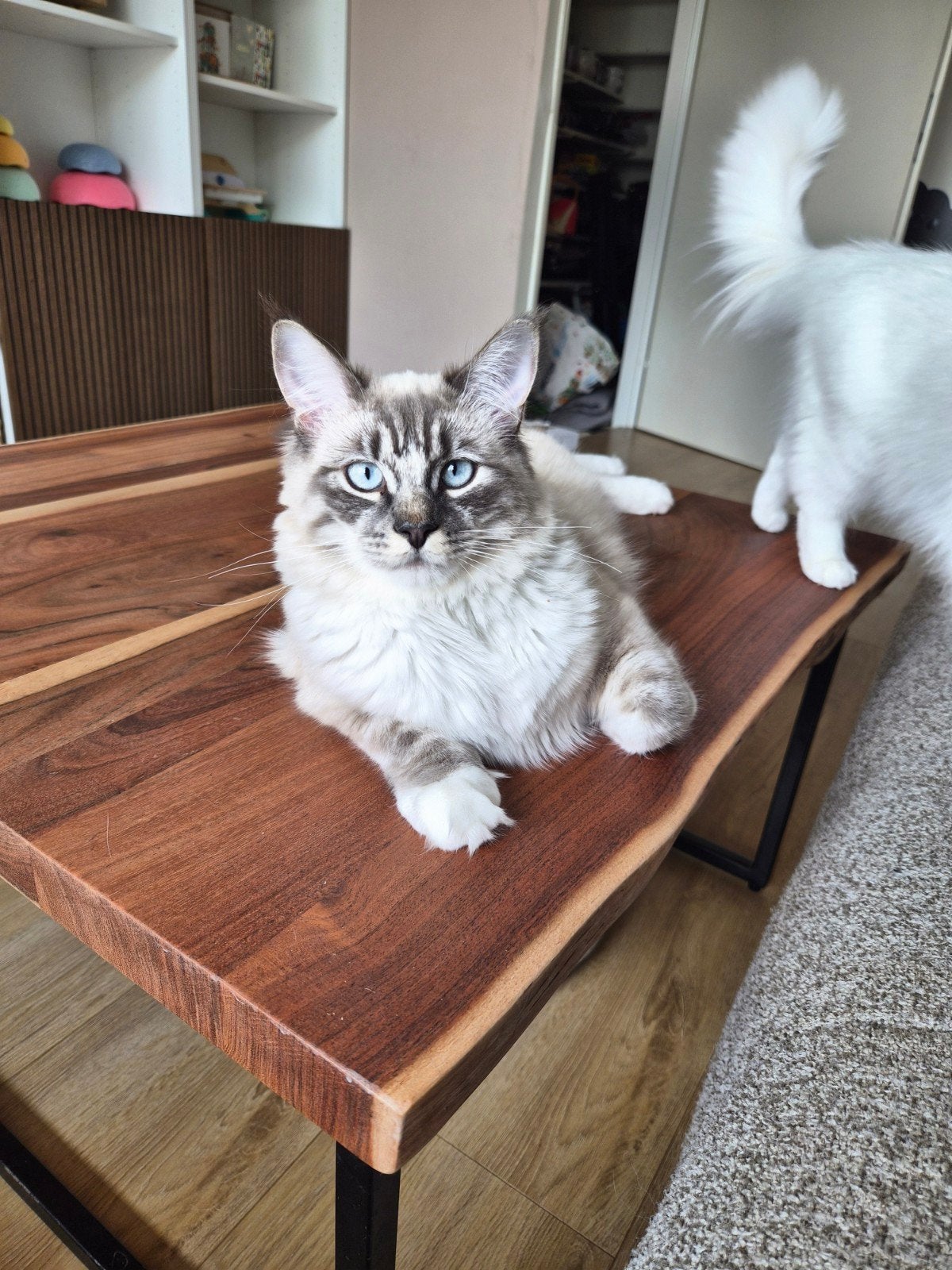 2 super lieve ragdolls, Meerdere dieren, 0 tot 2 jaar