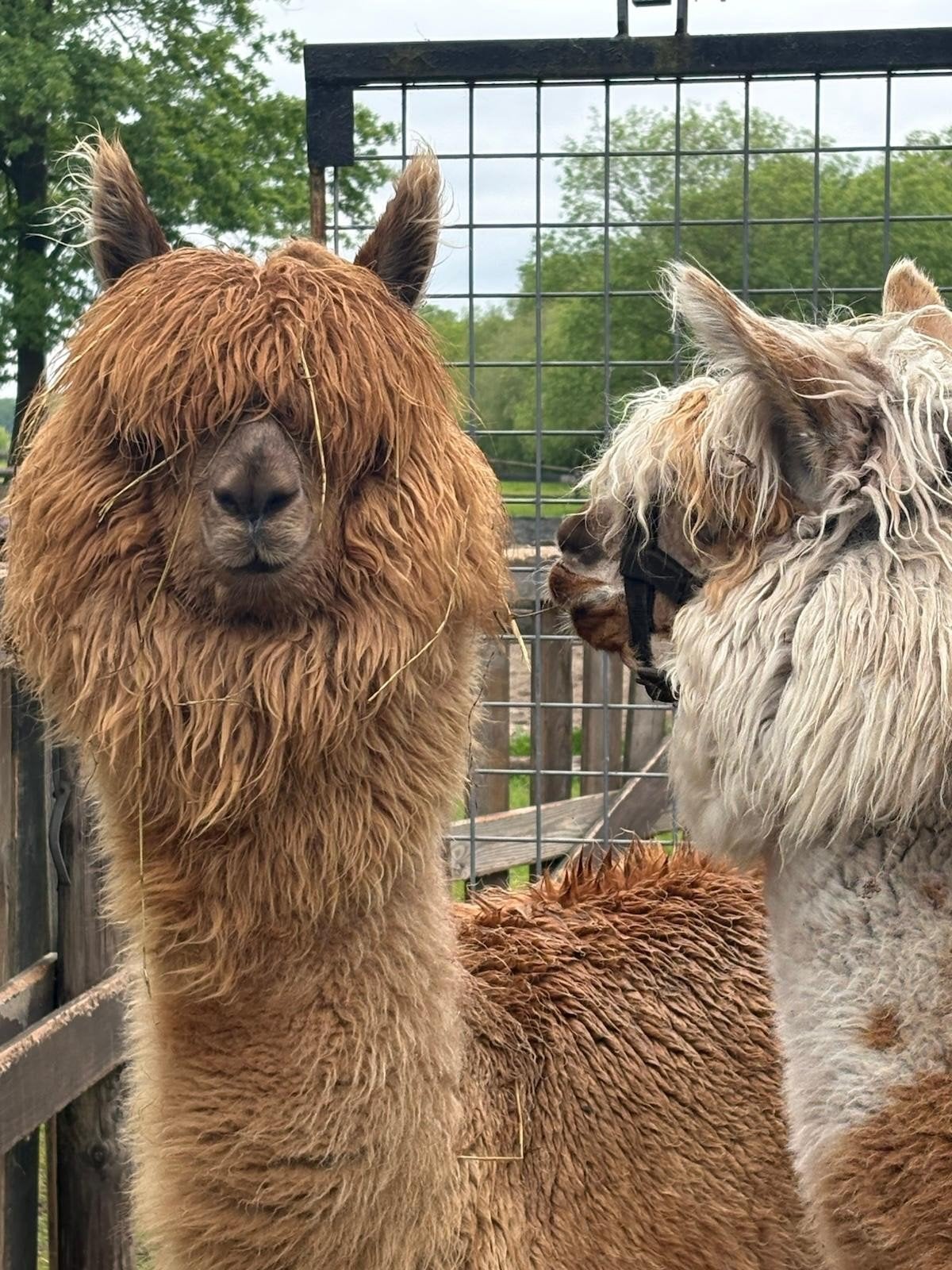 3 lieve alpaca, Januari, Meerdere dieren
