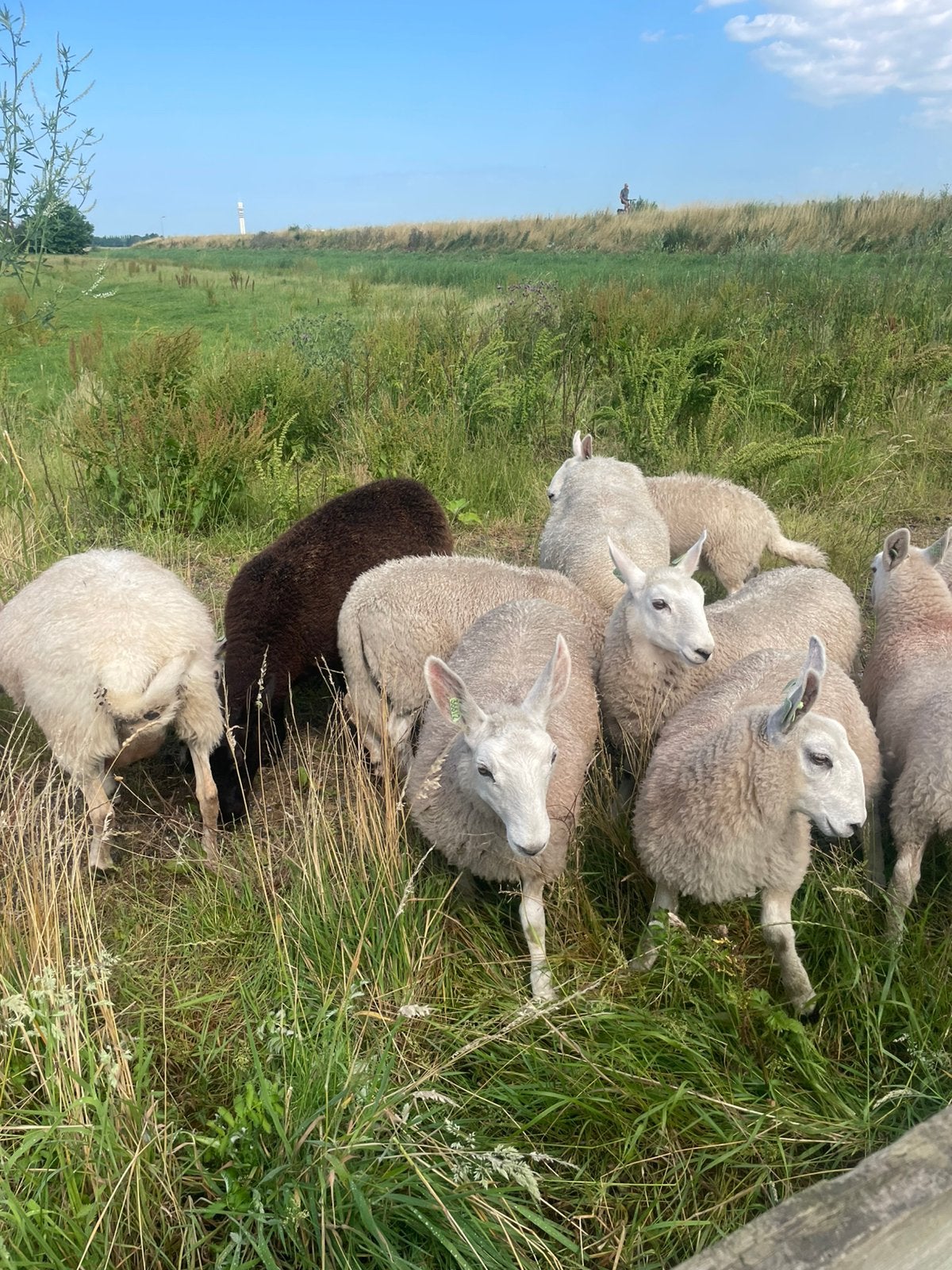 Border leicester ooien, Vrouwelijk, Schaap, 0 tot 2 jaar