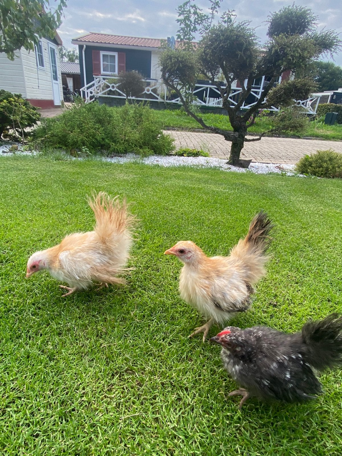 Serama trio zijdeveer, Dieren en Toebehoren, Meerdere dieren, Kip