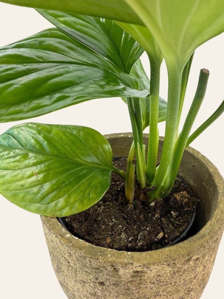 monstera pinnatipartita p12, Huis en Inrichting, Ophalen of Verzenden, Halfschaduw, Minder dan 100 cm