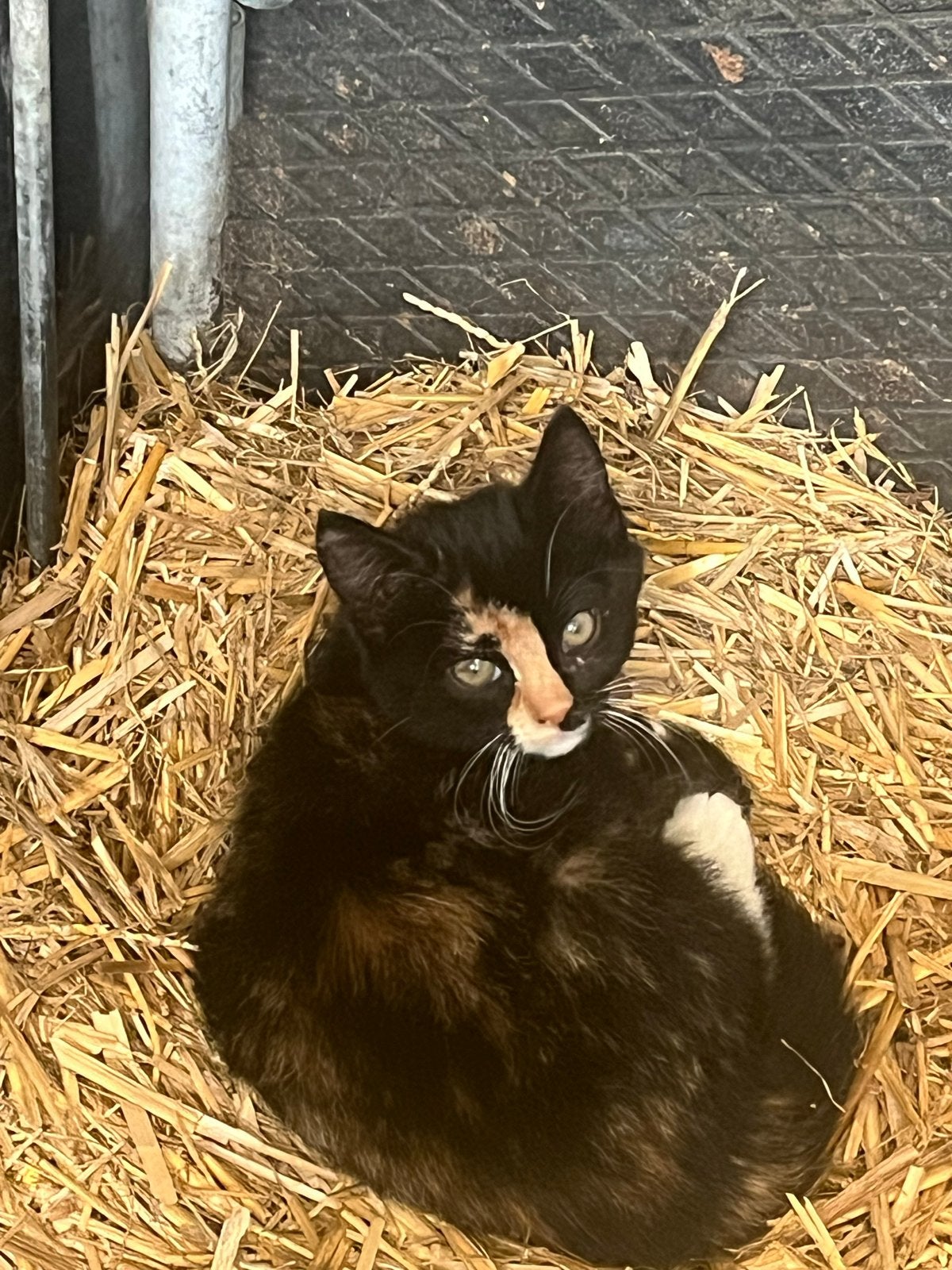 Lapjes kitten 8 weken oud, Meerdere dieren, Kortharig, 0 tot 2 jaar