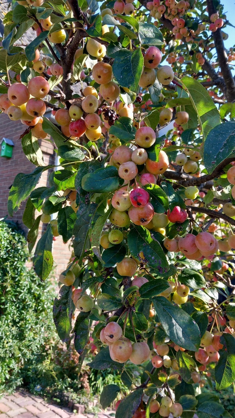 Sierappeltjes voor herfst/kerststukken - vol en rood, Ophalen