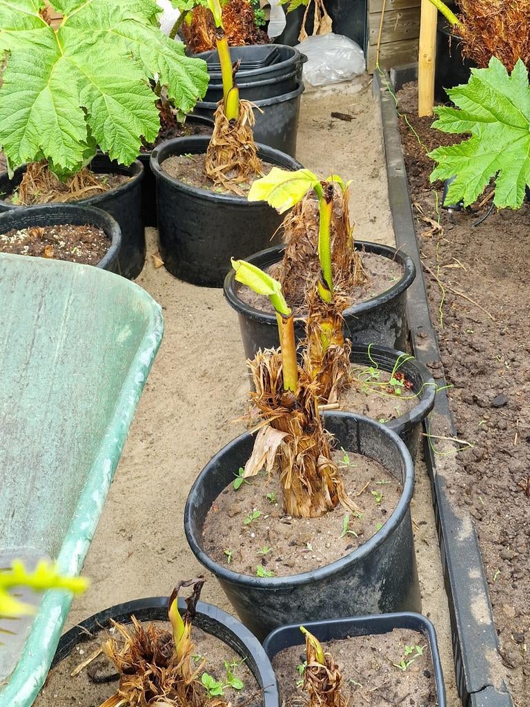 Meerdere musa basjoo bananen planten te koop, Tuin en Terras, Ophalen, Minder dan 100 cm, Overige soorten, Zomer