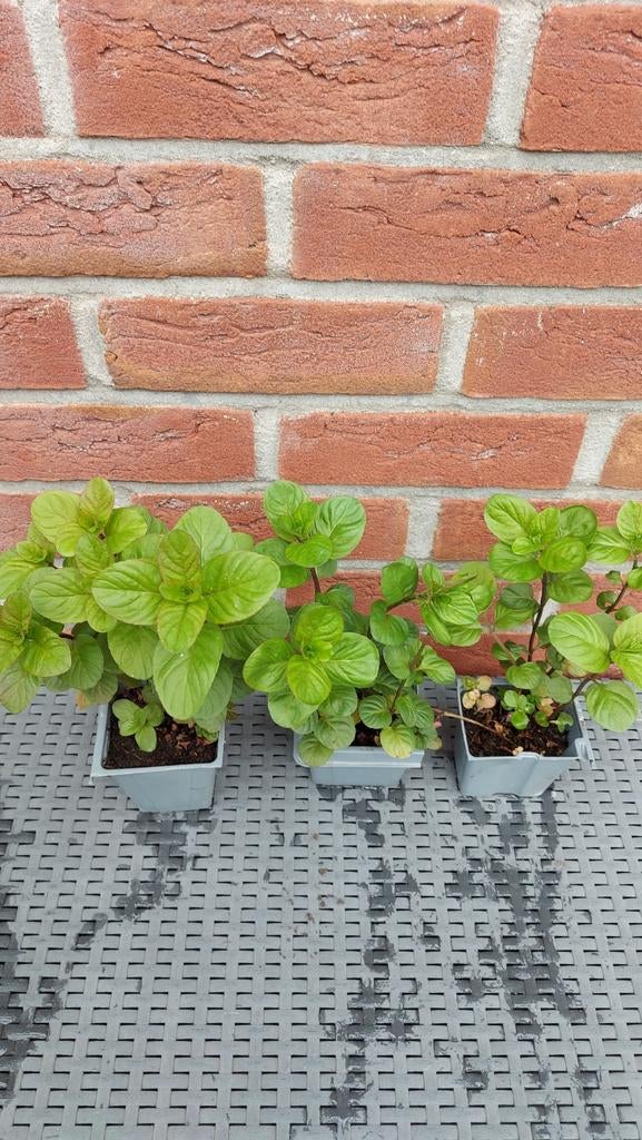 Biologische sinaasappelmunt, Ophalen, Minder dan 100 cm, Overige soorten, Zomer