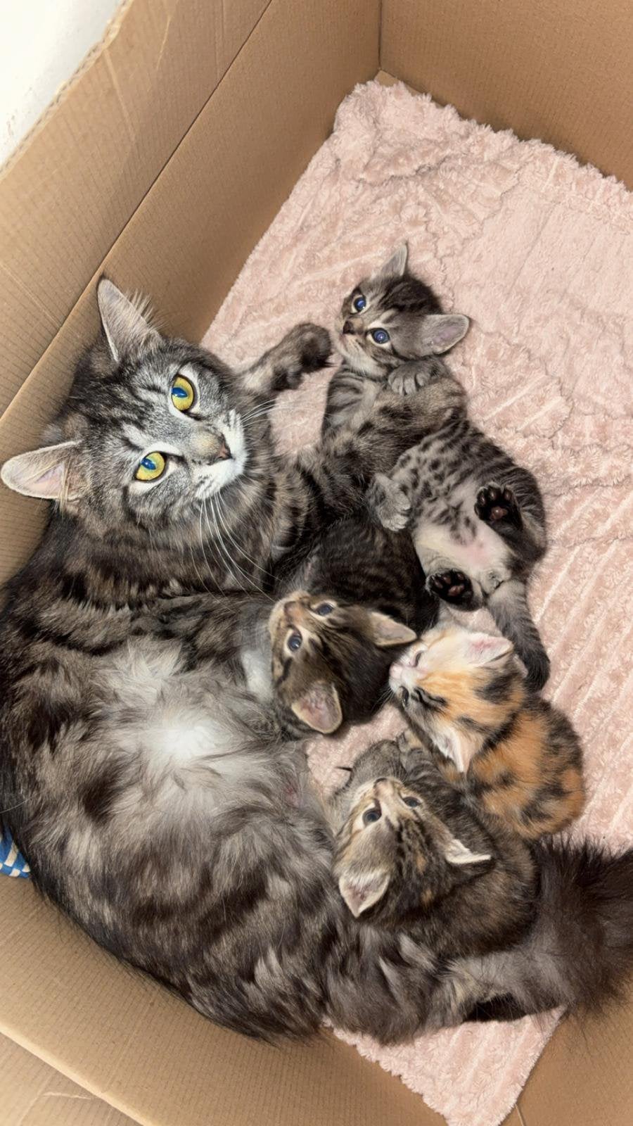 Te koop prachtige  maincoon kittens x Europese korthaar, Meerdere dieren, Ontwormd