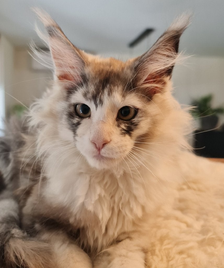 Maine Coon Kitten Poesje, Poes, Met stamboom, 0 tot 2 jaar