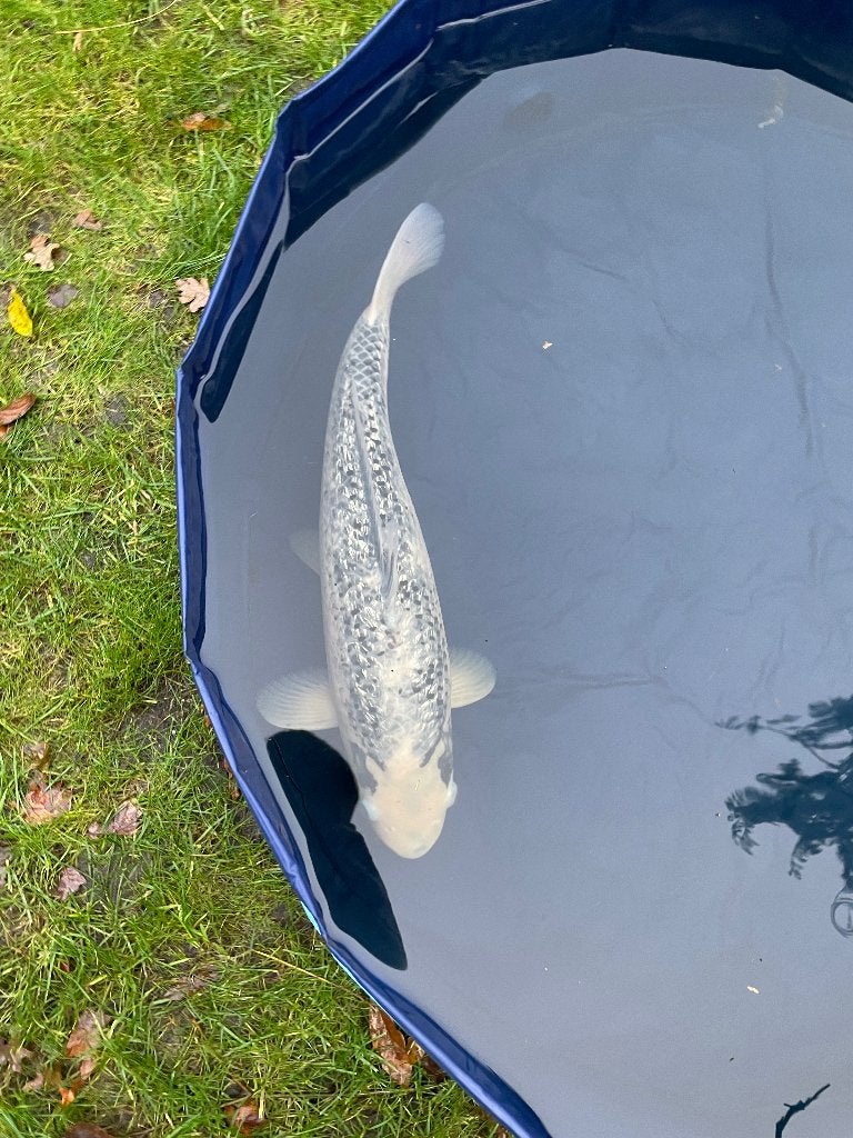 Gin Matsuba Japanse koi, Dieren en Toebehoren, Karper of Koi