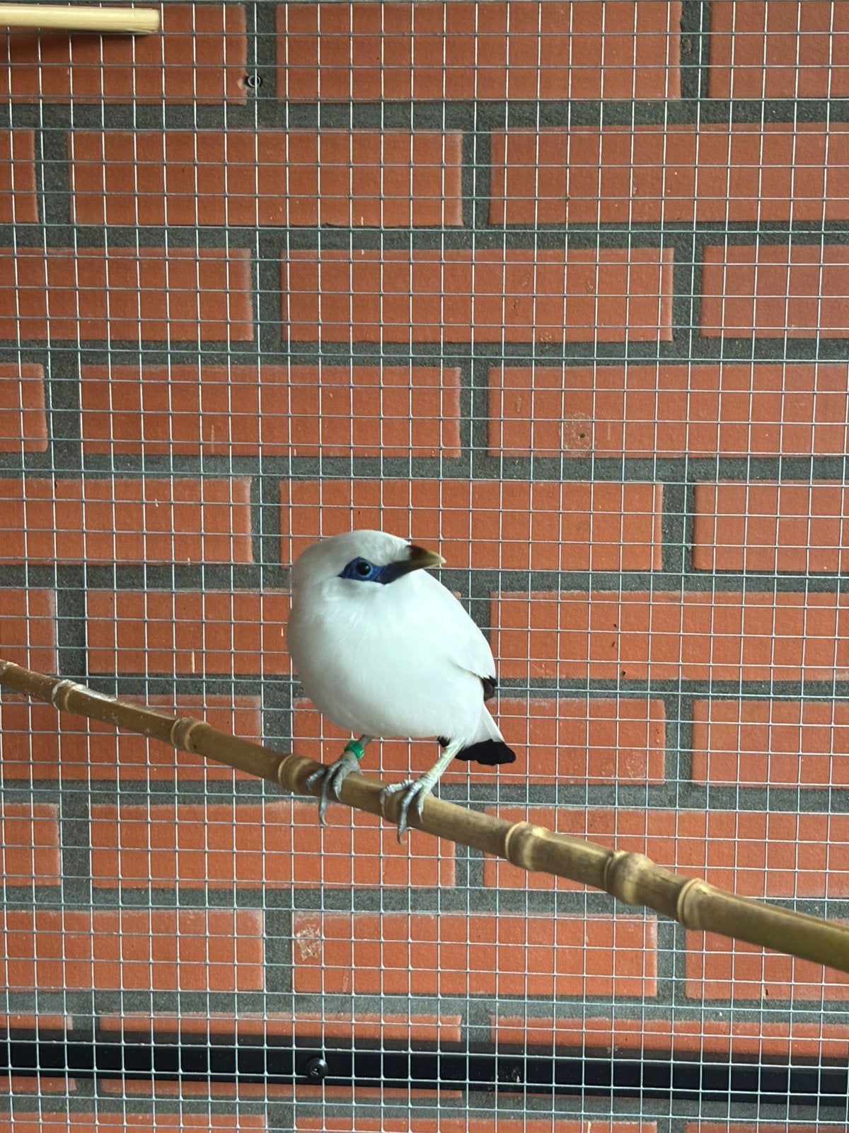 Bali spreeuw., Dieren en Toebehoren, Vogels | Overige Vogels, Mannelijk, Geringd