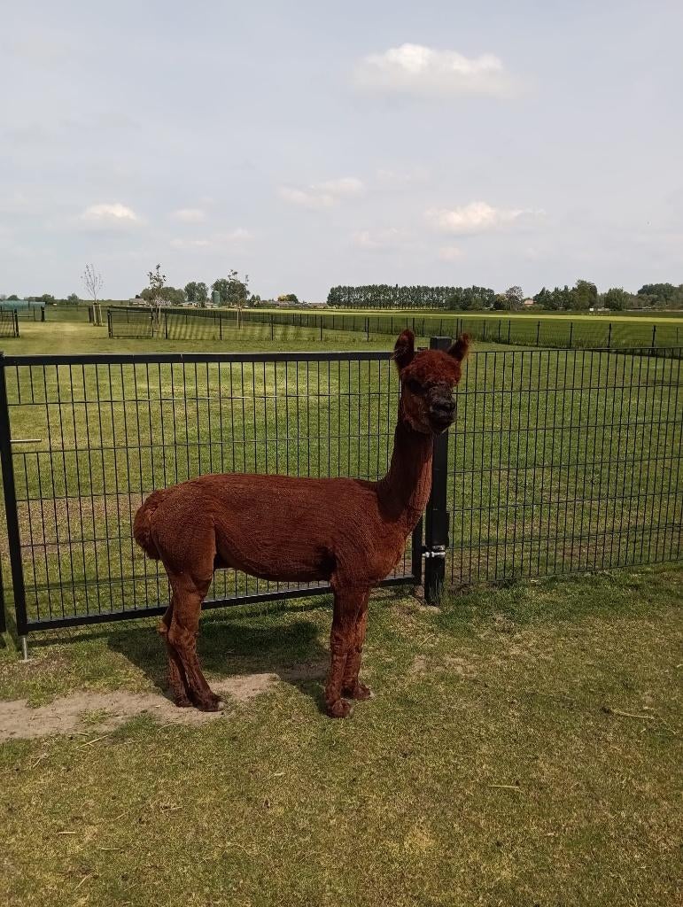 alpaca, Dieren en Toebehoren, Januari, Mannelijk