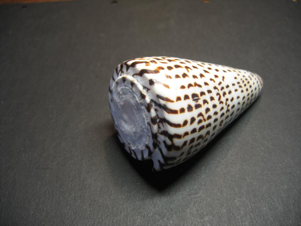 Schelpen: Conus litteratus Linnaeus, 1758., Ophalen of Verzenden, Schelp(en)