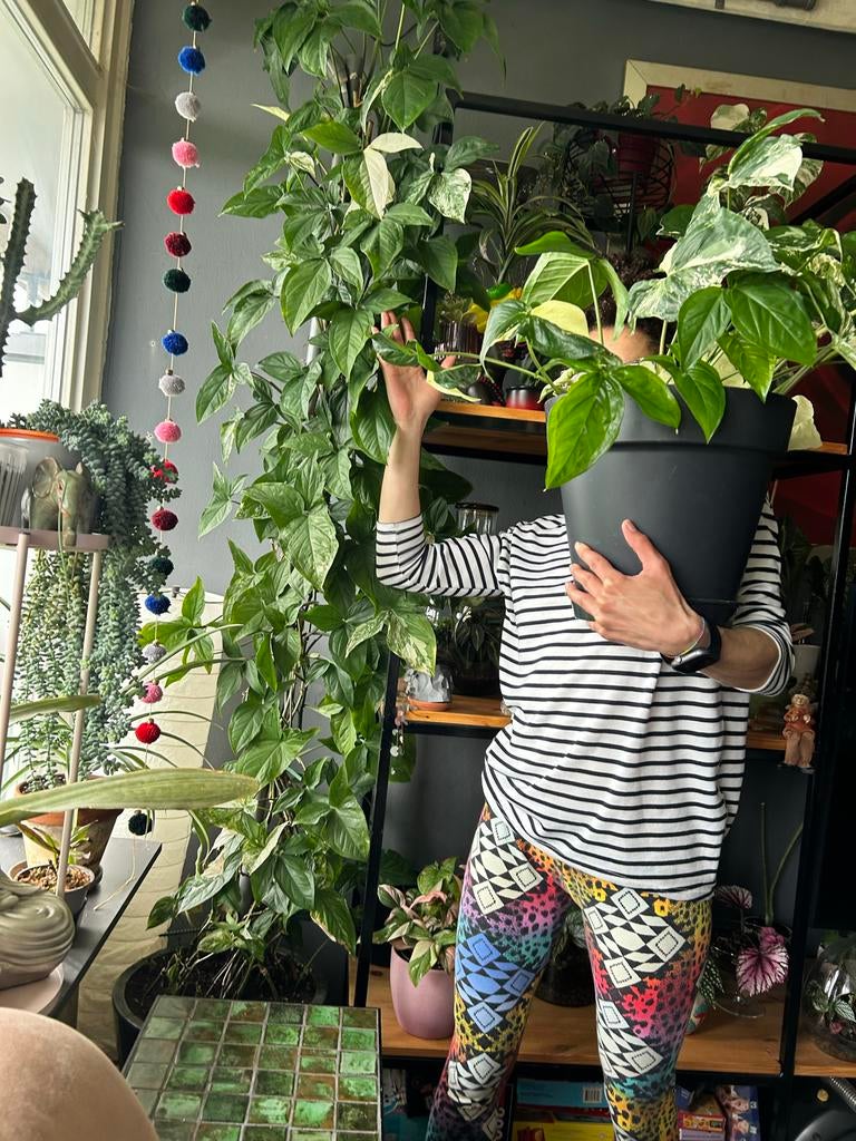 Syngonium Albo Variegata - Kopstekken in pot, Huis en Inrichting, Kamerplanten, Ophalen, Overige soorten, Halfschaduw, In pot